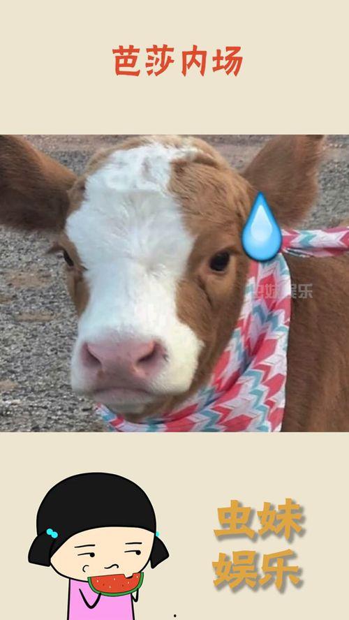 抖音吃瓜搞笑视频,笑料百出，揭秘娱乐圈幕后趣闻