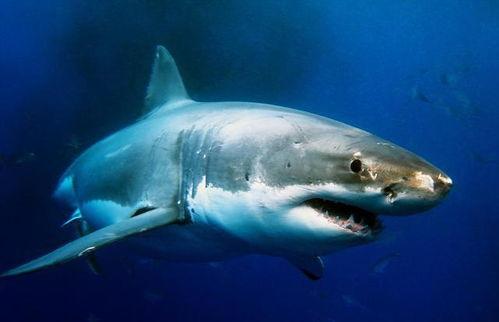 鲨鱼吃鸡小呆瓜视频下载,小呆瓜视频下载背后的趣味探索