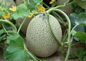 守村人吃哈密瓜视频大全,视频大全里的甜蜜时光