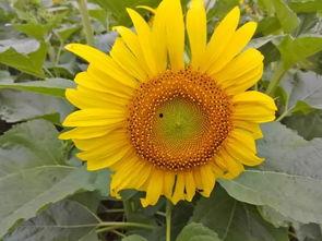 改编歌曲吃瓜赏花视频下载,跟随改编歌曲，共赏视频下载之美