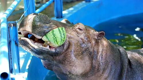 搞笑河马吃瓜视频大全下载,欢乐无限下载中