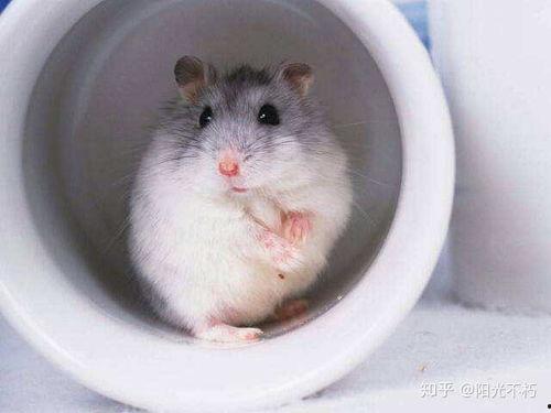 仓鼠会吃梨瓜吗视频讲解,梨瓜大揭秘