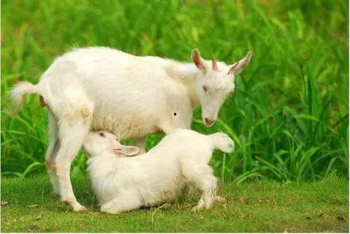 小羊吃蜜瓜视频,蜜瓜视频萌翻网友