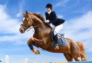 骑马吃瓜视频大全集下载,视频大全集下载攻略