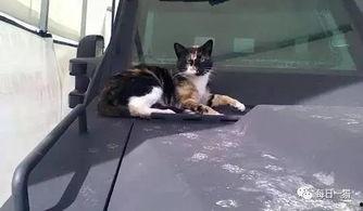 吃瓜群众流浪猫视频大全,吃瓜群众视角下的喵星人生活集锦