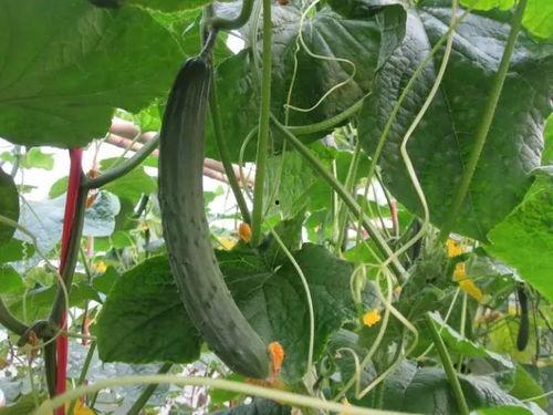 赵欣妍 吃瓜视频大全,揭秘娱乐圈幕后故事