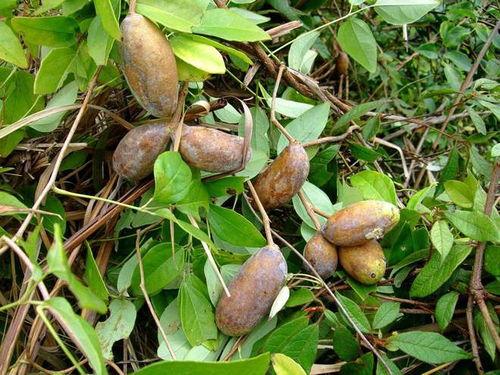 吃八月瓜视频大全,视频大全带你领略田园风味