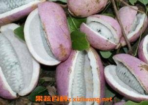 在家吃八月瓜的视频大全,视频大全教你轻松上手