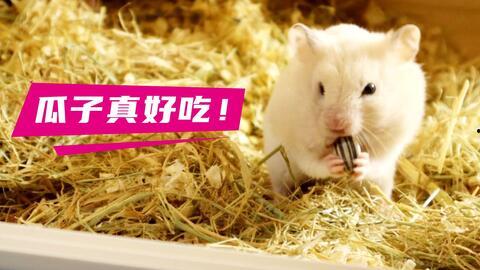 仓鼠吃瓜视频搞笑,笑料横生，萌宠搞笑瞬间