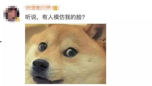 狗头视频吃瓜群,揭秘网络社交圈的趣味与争议