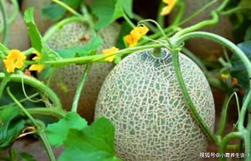 康县女子吃瓜视频曝光,揭秘背后真相