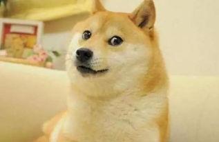 柴犬可以吃梨瓜吗视频大全